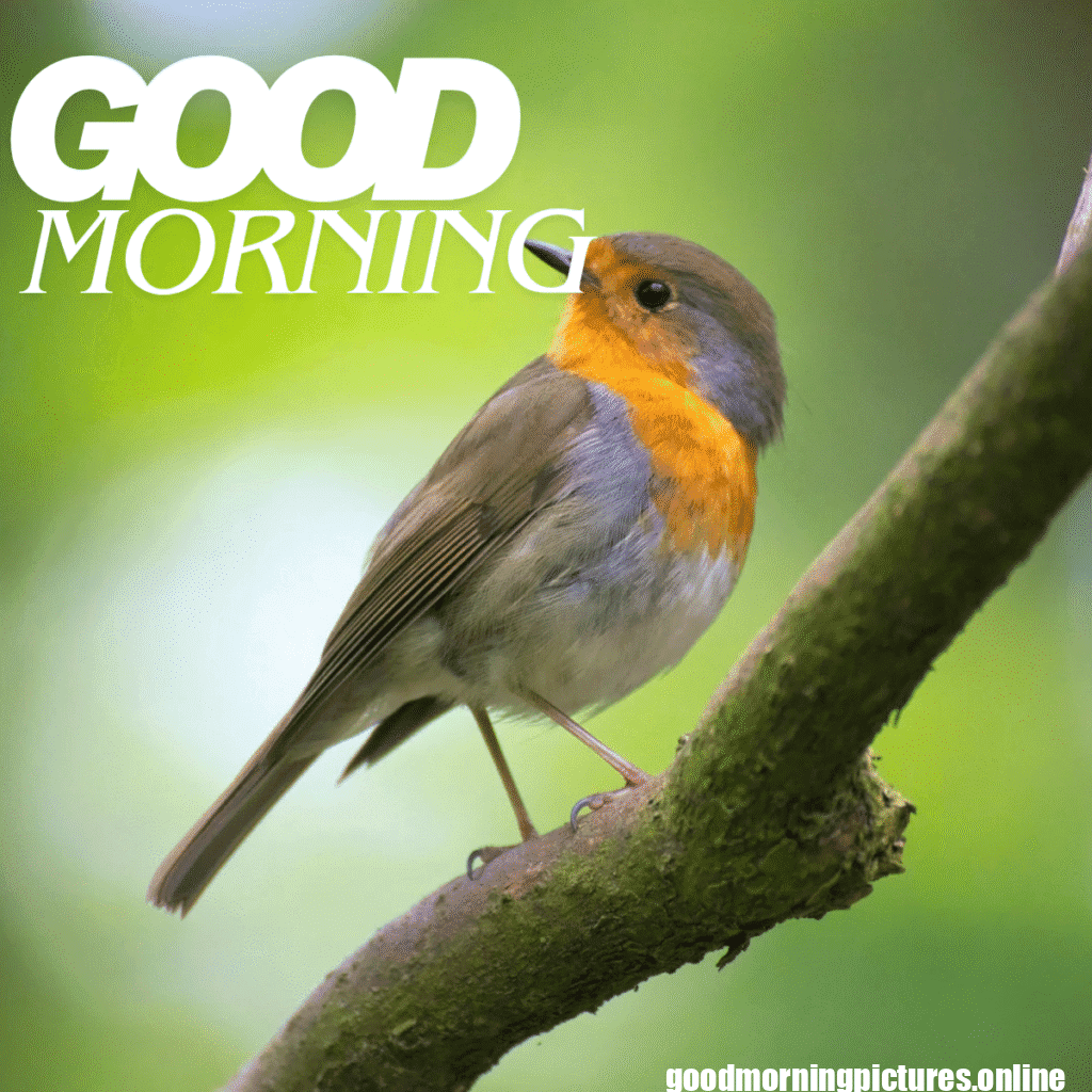Good Morning Birds Images for feel happy 17 good morning love birds images