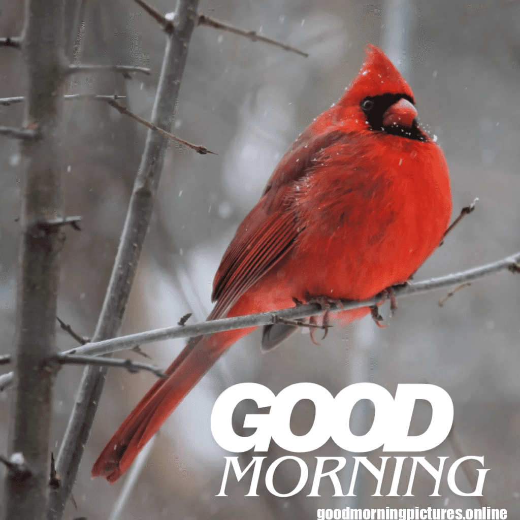 Good Morning Birds Images for feel happy 18 good morning love birds images