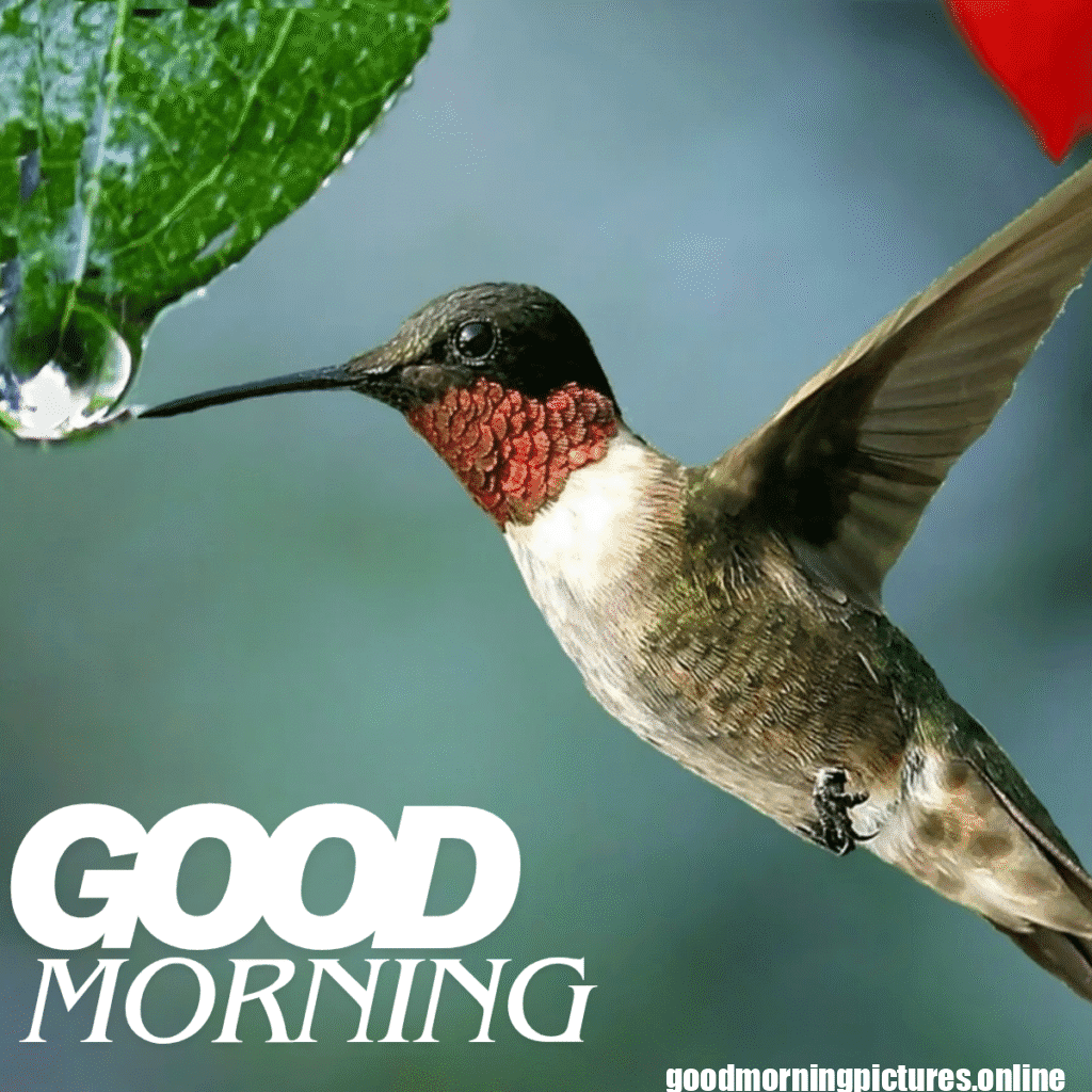 Good Morning Birds Images for feel happy 20 good morning love birds images