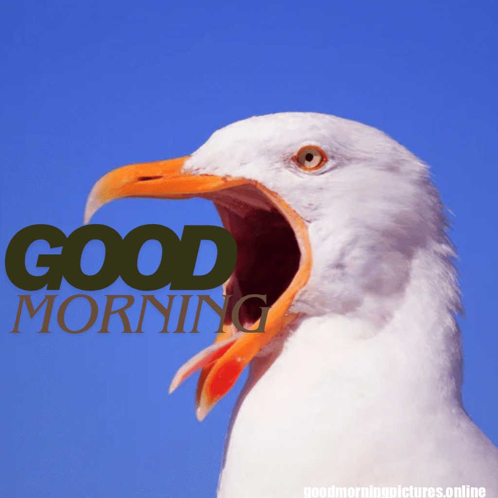 Good Morning Birds Images for feel happy 19 good morning love birds images